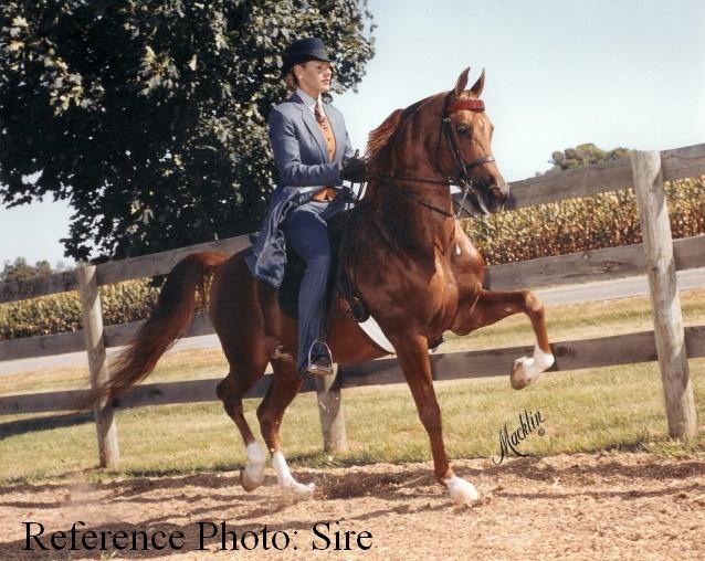 Reference Photo -  Sire
